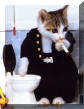 un chat qui est foux